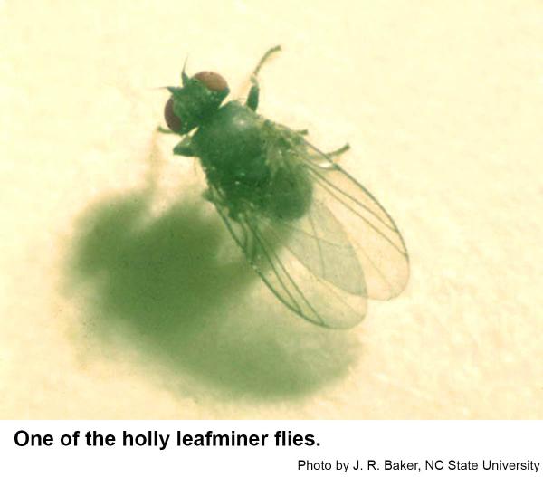 Adult leafminers of holly are small, dark flies.